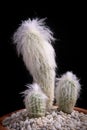 Cephalocereus senilis or old man cactus in planting pot Royalty Free Stock Photo