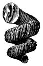 Cephalopod ammonites of the Cretaceous period, vintage engraving Royalty Free Stock Photo