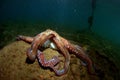 Cephalopod Royalty Free Stock Photo