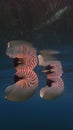 Nautilus shell big white and orange stripes floatting in the sea Royalty Free Stock Photo