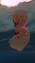 Nautilus shell big white and orange stripes floatting in the sea Royalty Free Stock Photo