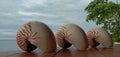 Nautilus shell big white and orange stripes and nice tropical background behind with the blue ocean Royalty Free Stock Photo