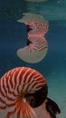 Nautilus shell big white and orange stripes floatting in the sea Royalty Free Stock Photo