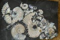 Cephalopods and ammonites. Early Cretaceous. Selective focus. Close-up, background and texture