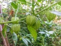 Ceplukan fruit or its Latin names are Hysalis angulata and Physalis minima Royalty Free Stock Photo