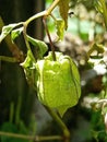 ceplukan fruit is very sweet to eat