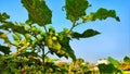 cepokak fruit or spiny sparrow eggplant that grows on the edge of the garden