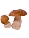 Ceps