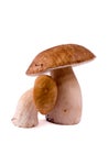 Ceps