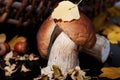 Ceps and autumn leaves