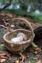 Ceps in Basket Royalty Free Stock Photo