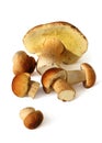 Ceps, boletus, mushrooms on white Royalty Free Stock Photo