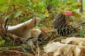 A ceps, cones, grass, and leaves. Wild inedible mushroom in a coniferous autumn forest.