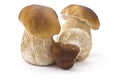 Ceps