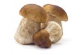 Ceps