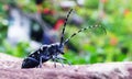 Cerambycidae insects on green leaf in the wild, sothern japan Royalty Free Stock Photo