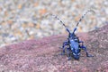 Cerambycidae insects on green leaf in the wild, sothern japan Royalty Free Stock Photo