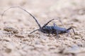 The Cerambyx cerdo great capricorn beetle