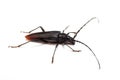 Cerambyx cerdo Royalty Free Stock Photo