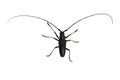 Cerambyx cerdo or large oak mustache beetle.  On a white background Royalty Free Stock Photo