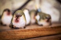 Ceramic baby bird chick figurine sitting against blurry background