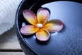 Spa Flower Water Bowl Background Royalty Free Stock Photo