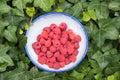 Ceramic bowl with fresh picked raspberries amongst ivy leaves Royalty Free Stock Photo