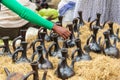 Ceramic coffee pots for sale at the market in Debark