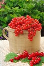 Ceramic cup full of fresh red currant berries Royalty Free Stock Photo