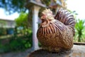 Ceramic decorative chicken