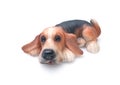 Ceramic dog Royalty Free Stock Photo