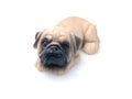 Ceramic dog Royalty Free Stock Photo