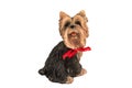 Ceramic dog figurine with a red bow on a white background, isolated Royalty Free Stock Photo