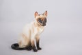 Ceramic Siamese cat figurine