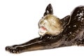 Ceramic figurine of a kitten