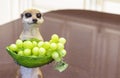 Ceramic figurine of a meerkat with a vase of grapes
