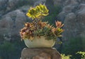 A ceramic flower bowl with different succulents