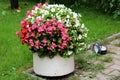 Ceramic flower pot with bright white red and violet begonia flowers surrounded with uncut grass and stone sidewalk tiles