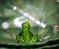 Ceramic green frog figurine backside looking up against green blurry background