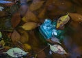 Ceramic green frog isolated in a pond Royalty Free Stock Photo