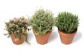 Ceramic plant pots with a variation of different fresh thyme plants on white background