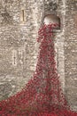 Ceramic Poppies at the Tower of London England