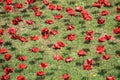 Ceramic poppies