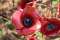 Ceramic poppies