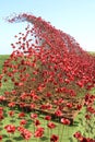 Ceramic poppies