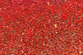 Ceramic poppies installation for Remembrance Day at the Tower of