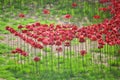 Ceramic poppies