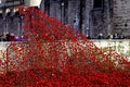 Ceramic poppies, in rememberance of World War One