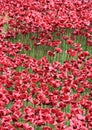 Ceramic poppies at the Tower of London