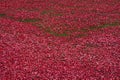 Ceramic Poppies at the Tower of London